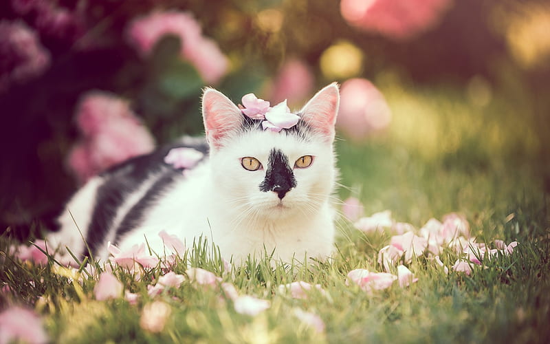 white cat, green grass, pets, breeds of short-haired cats, black spots, HD wallpaper