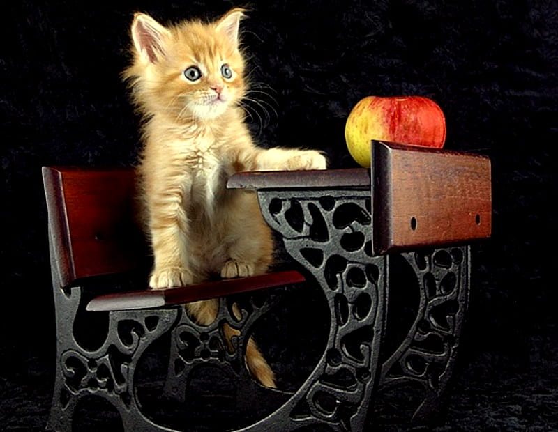 Teacher's Pet, apple, cat, kitten, orange tabby, HD wallpaper