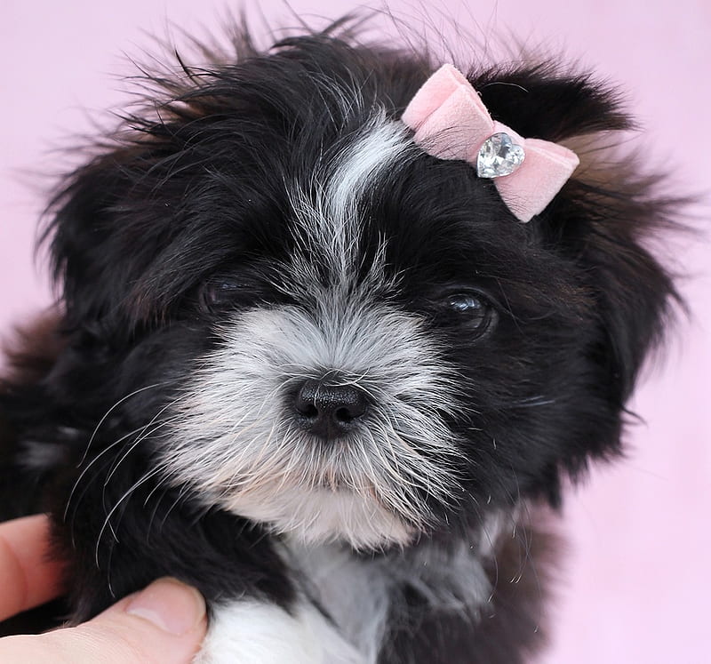 :), dog, black, pink, puppy, shihtzu, cute, mini, caine, teacup puppy, HD wallpaper