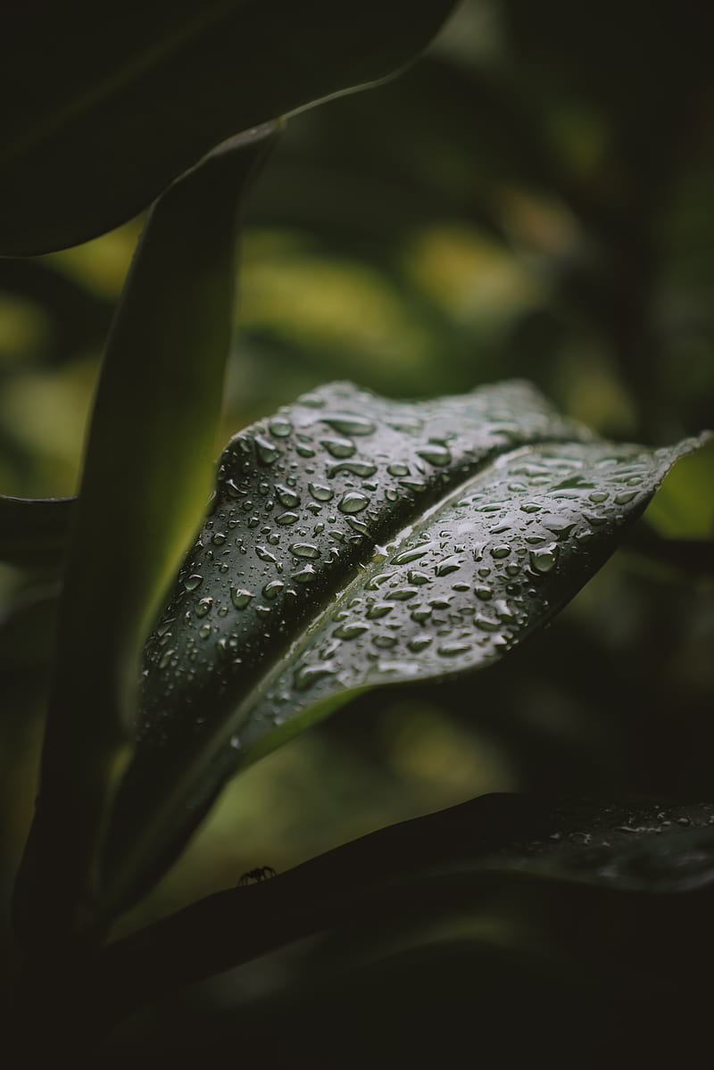 leaf, drops, water, plant, HD phone wallpaper