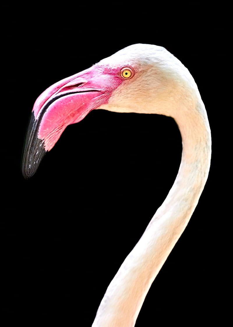 white flamingo head, HD phone wallpaper