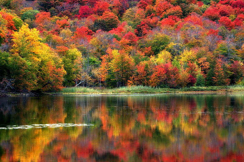 Autumn Reflection From Quebec Canada Forest Water Autumn