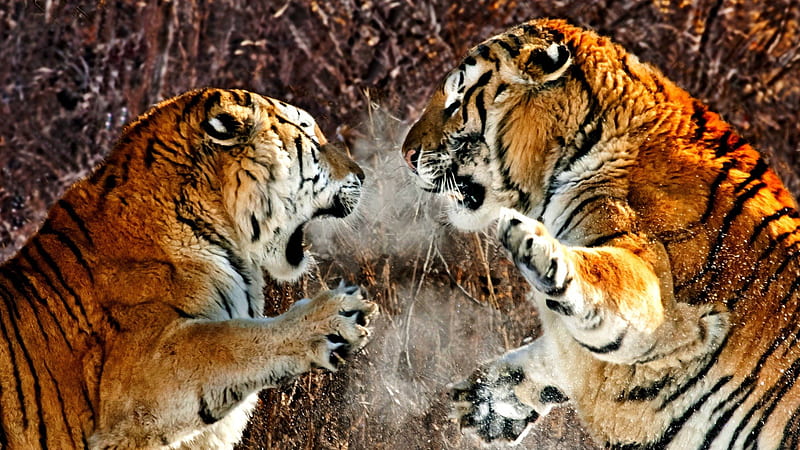 TERRITORIAL FIGHT, enemy, powerful, fighting, roaring, endangered species, animal behavior, tiger, rare, seasons, aggression, siberian tiger, feline, snow, strength, animals, HD wallpaper