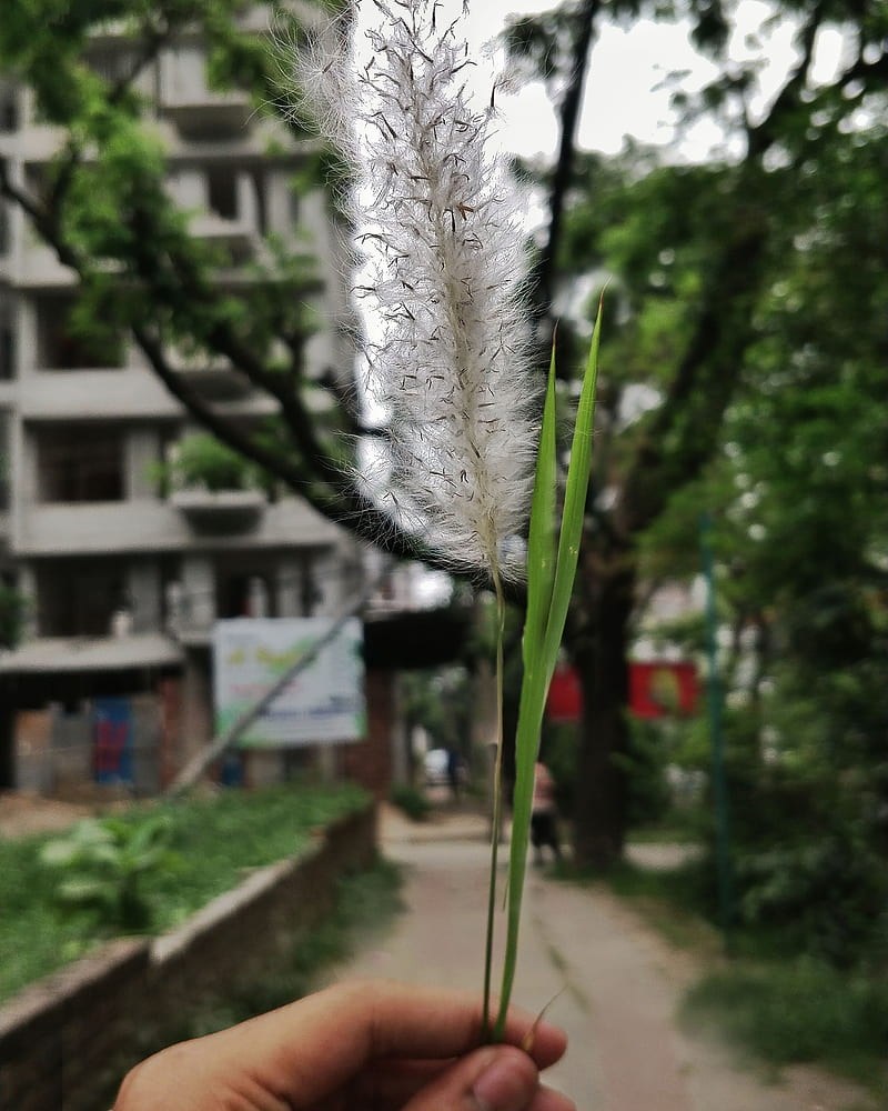 Kashful, bangladesh, bashundhora, feather, flowers, nature, HD phone  wallpaper | Peakpx