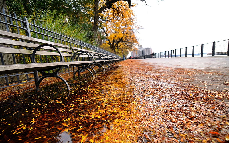 row of benches autumn-the city landscape graphy, HD wallpaper