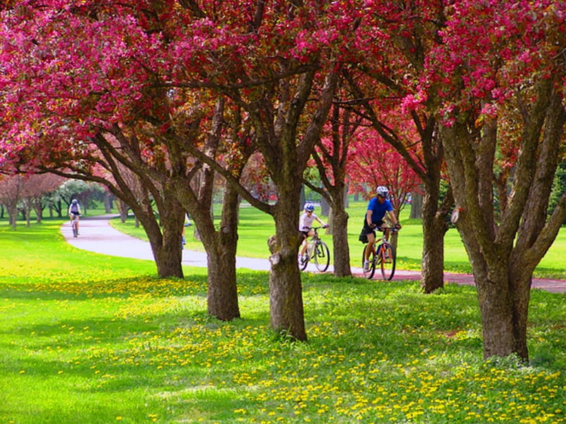 Spring wheels, grass, bycicles, ride, blossoms, trees, pink, HD wallpaper