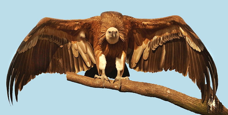 HD wallpaper vulture wings wild life animal