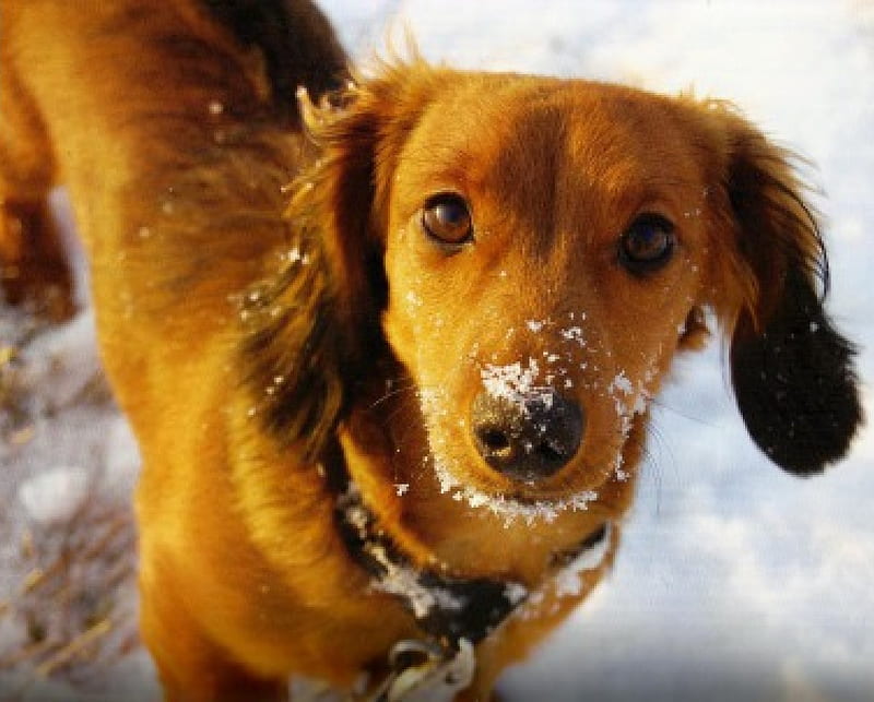 Dog 2, brown, snow, cannie, dog, HD wallpaper