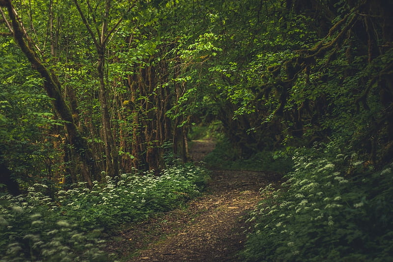 Flowery Path in Green Forest, Green, Forests, Flowers, Paths, Nature, HD wallpaper