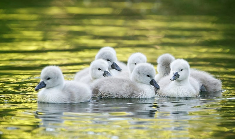 Cygnets Swimming on Water, young, birds, cygnets, swimming, lake, swans, HD wallpaper