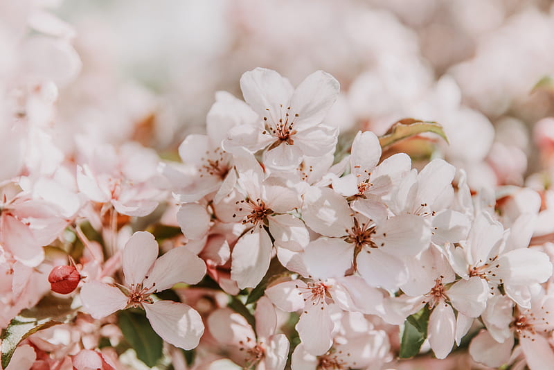sakura, flowers, spring, blooms, light pink, delicate, HD wallpaper