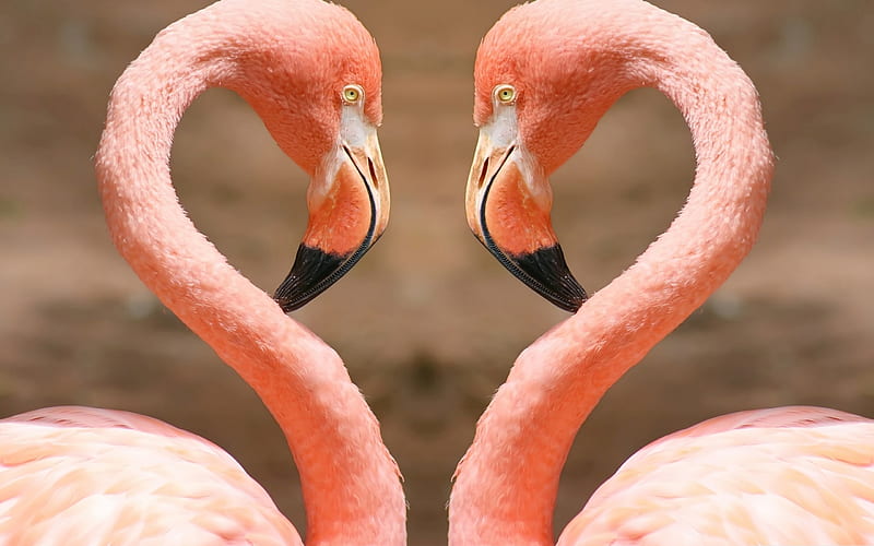 Flamingos, pasare, flamingo, valentine, cute, bird, heart, funny, pink,  couple, HD wallpaper