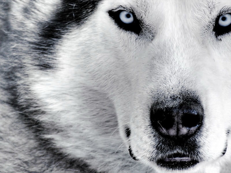 Siberian Husky Face Close Up Sir Rystal Night Mystic Animal Loup Wild Hd Wallpaper Peakpx