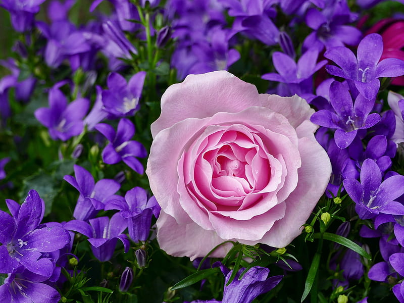 Life Force for New Growth this Spring…, purple, rose, flowers, petals, nature, pink, HD wallpaper