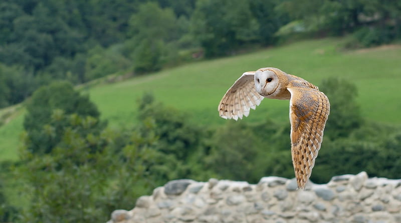 Barn Owl Flying, 