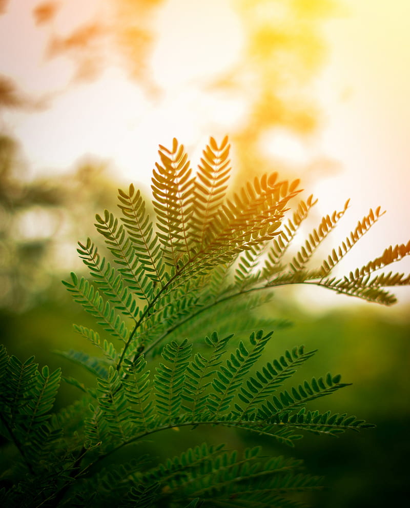 fern, leaves, branches, plant, sunlight, HD phone wallpaper