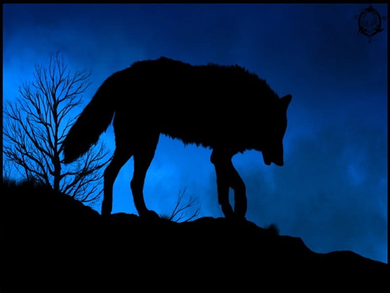 Wild silouhette, wild, wolf, hunter, blue, night, HD wallpaper