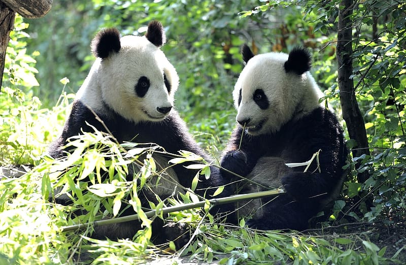 Animal, Panda, HD wallpaper