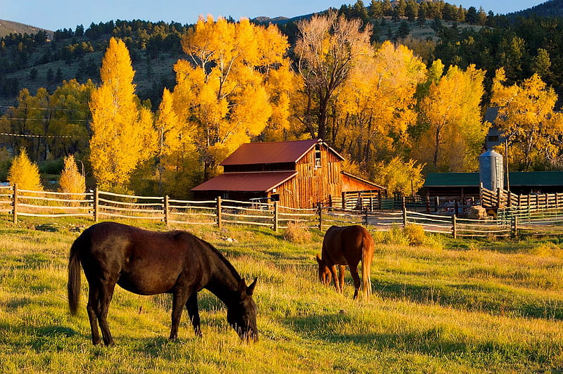 Peaceful autumn scene, autumn, peaceful, trees, barn, scene, horses, fall, forest, mountain, Colorado, HD wallpaper