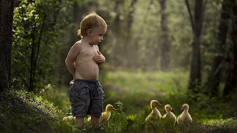 Cute Little Boy Is Standing Near Yellow Chicks In Blur Forest Background  Cute, HD wallpaper | Peakpx