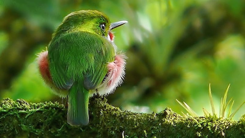 Green Bird, Bird, green, Nature, Animals, HD wallpaper | Peakpx