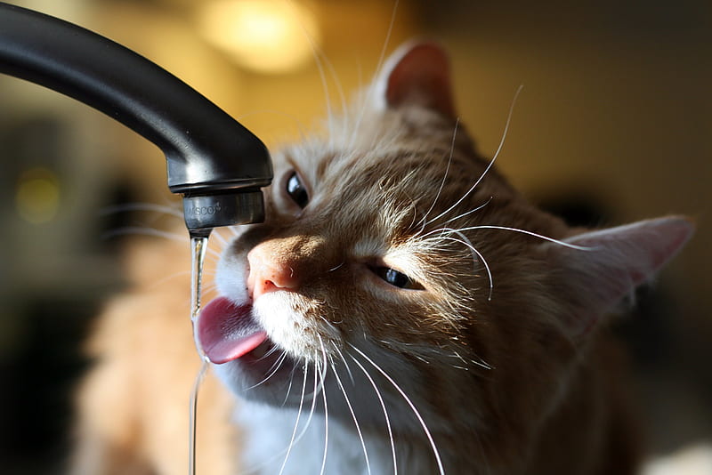 wait...dont turn it off yet..., graphy, water, humor, wet, kitty, funny, cat, animal, HD wallpaper