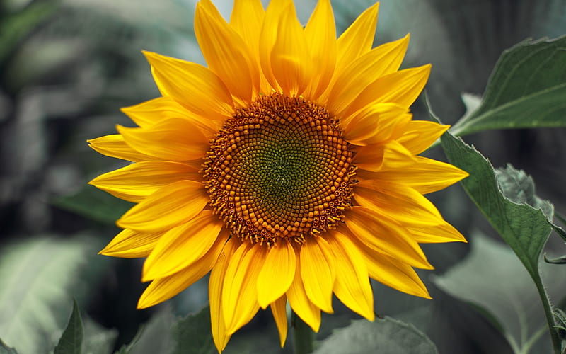 Sunflower, one, bonito, field, HD wallpaper