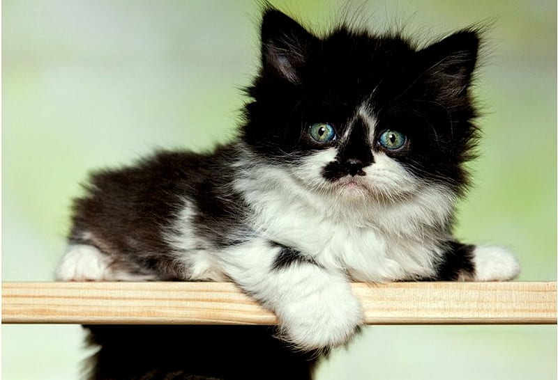 Sweetheart, black, white, cat, kitten, wood, HD wallpaper