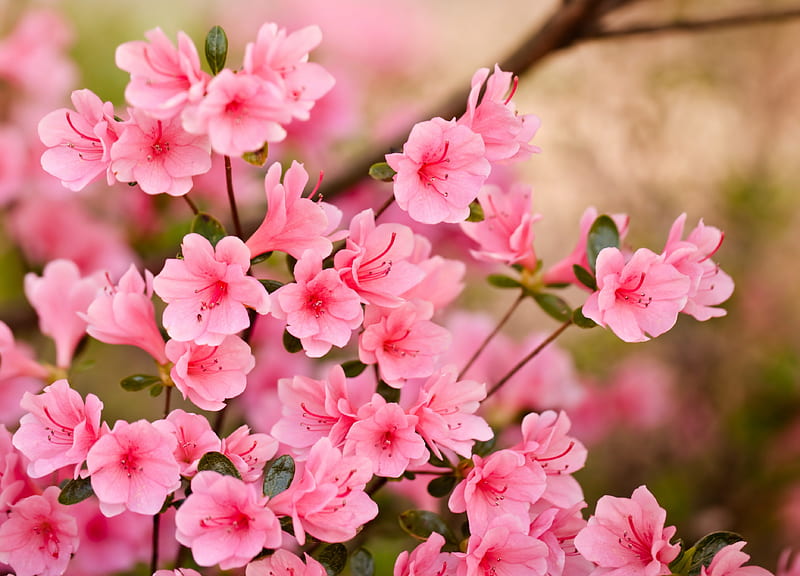 Spring Flowers, spring time, pretty, pink flowers, lovely, bonito, spring, tree, pink petals, flowers, beauty, nature, petals, pink, HD wallpaper