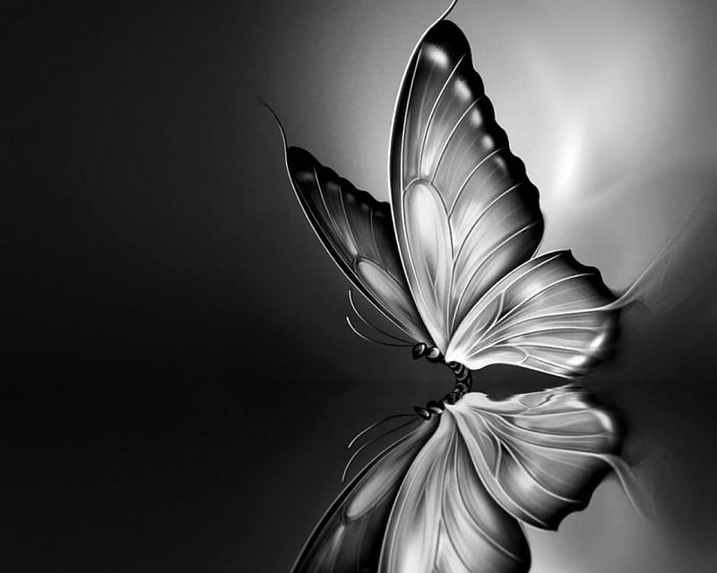 HD black and white butterfly wallpapers | Peakpx