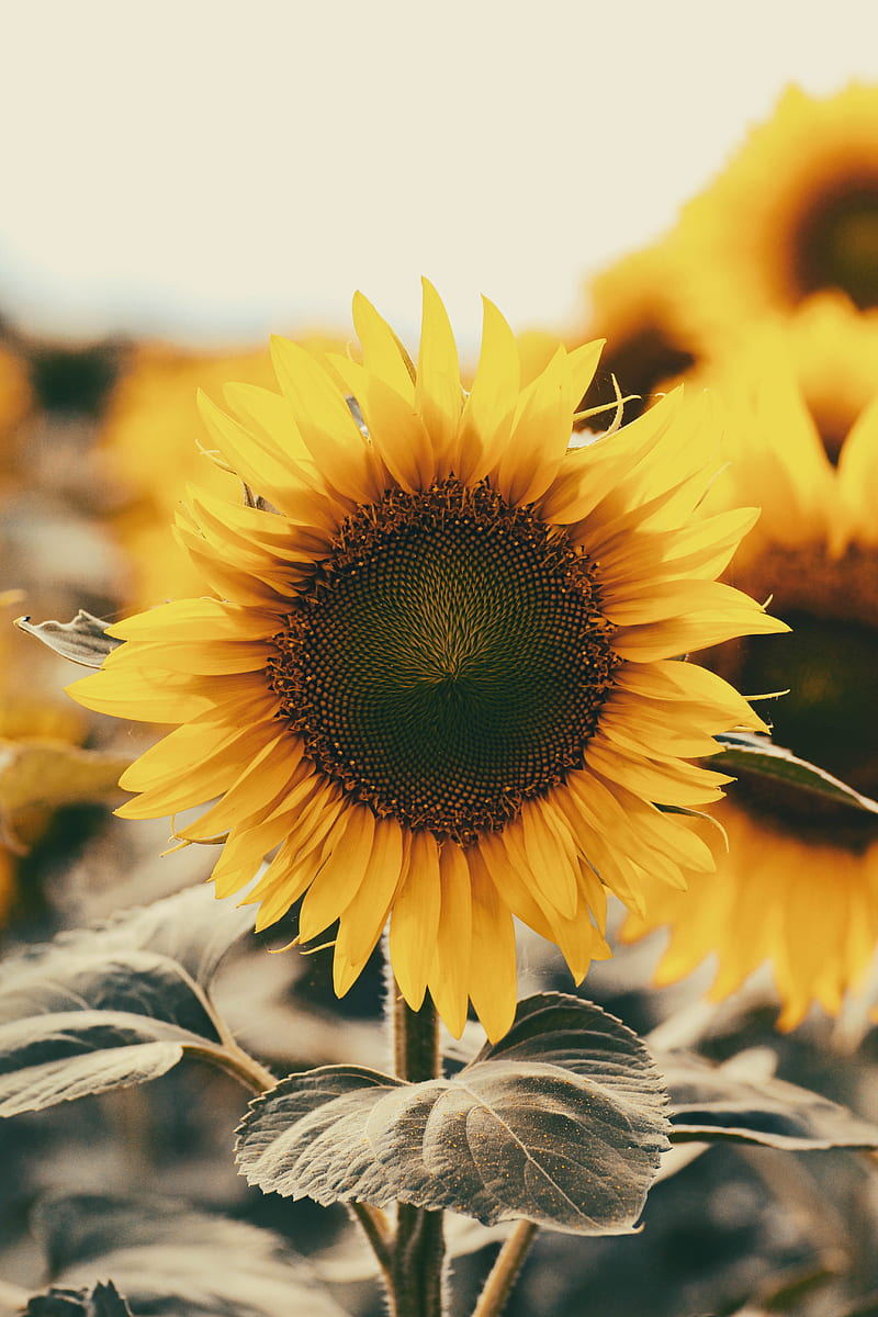 Sunflower field, flower, nature, sun, yellow, HD phone wallpaper | Peakpx