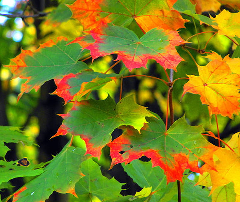 Maple in autumn, forest, autumn, red and green, leaves, maple leaves ...