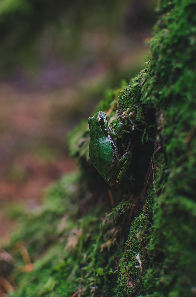 Frog, Milli, Pnw, Samsung, Sony, love, andorra, anime, art, bonito, black, canon, flower, fog, forest, forrest, fortnite, funny, green, groot, hiking, iOS, iPhone, landscape, love, minions, moody, nature, graphy, queen, sad, still, wanderlust, waterfall, weird, woods, wow, HD phone wallpaper
