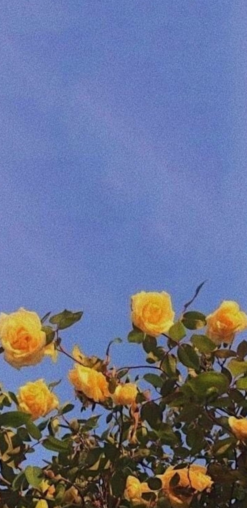Yellow Aesthetic, aesthetic, blue, flower, nature, plant, sky, sky aesthetic, yellow, yellow flower, HD phone wallpaper