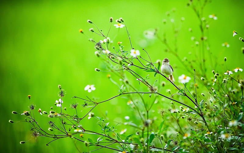 Beautiful Nature, hop background, cenario, nice wildflowers, flowers, beauty, wings, , life, cena, birds, cool, awesome, garden, white, scenic, beautiful graphy, green, pistils, scenery, beije, animals amazing, view, delicacy, plants petals, nature, branches, pc, natural, scene, HD wallpaper