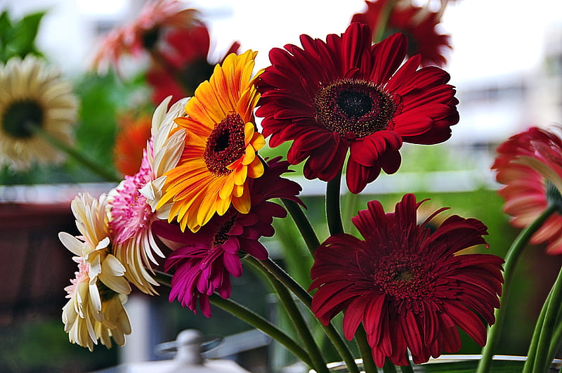 Good Morning ,Friends !, flowers, gerbera daisies, colours, bonito, HD wallpaper