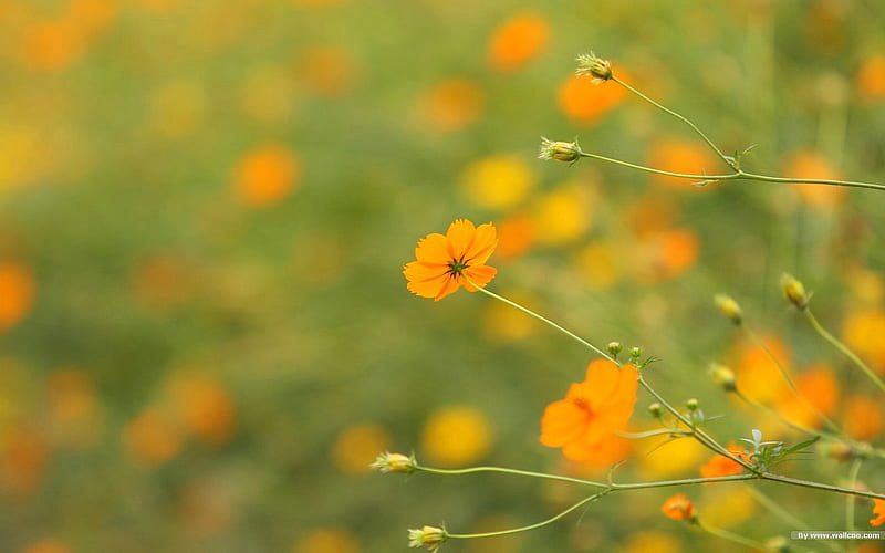 Autumn flowers-grass in the cosmos 37, HD wallpaper
