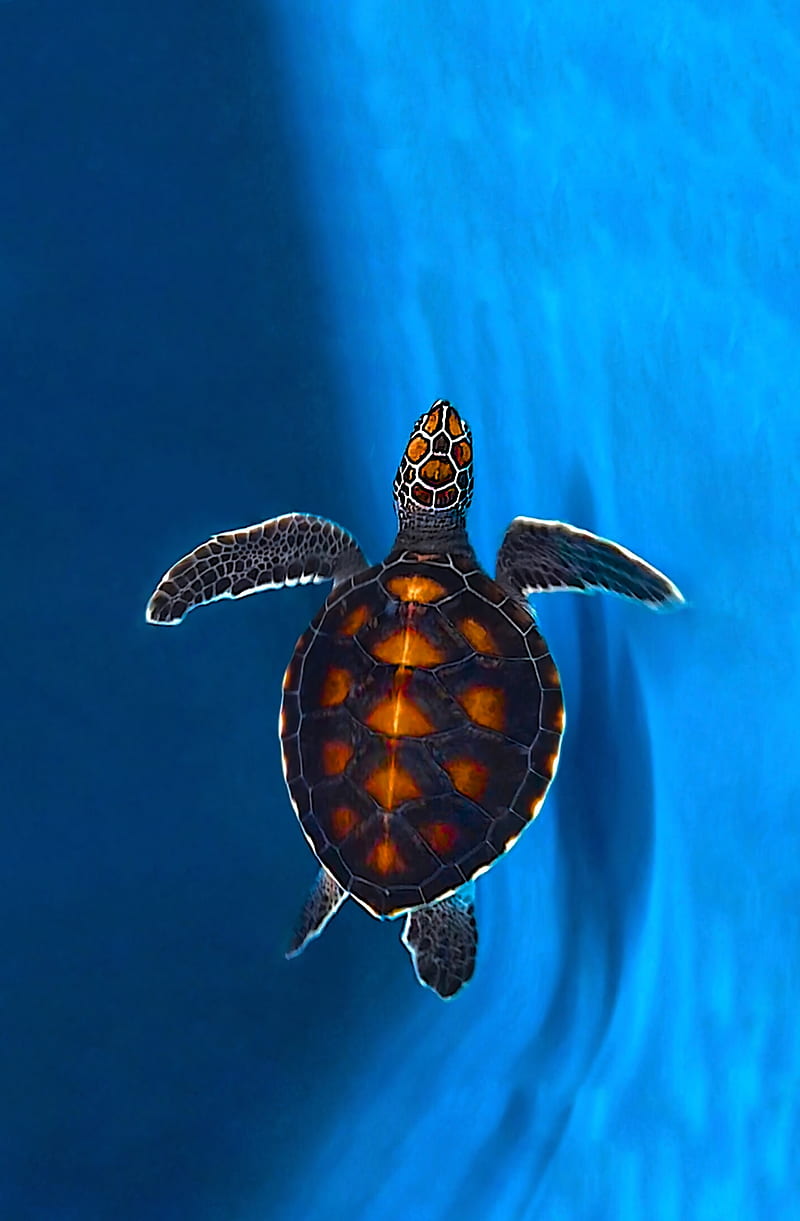 Turtle , Endangered, colorful, conservation, green sea turtle, maldives, maldives nature wildlife marinelife cute small blue ocean beach lagoon live resort bora bora, marinelife, turtle, HD phone wallpaper
