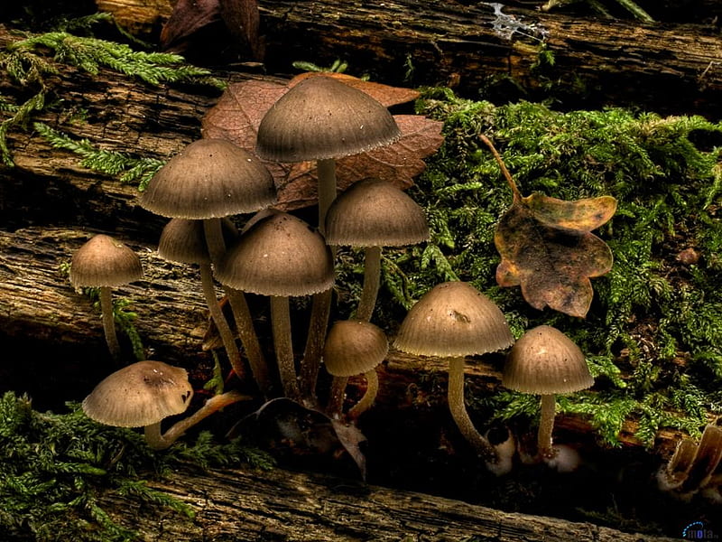 Mushroom in a rotten tree, mushroom, tree, nature, life, HD wallpaper