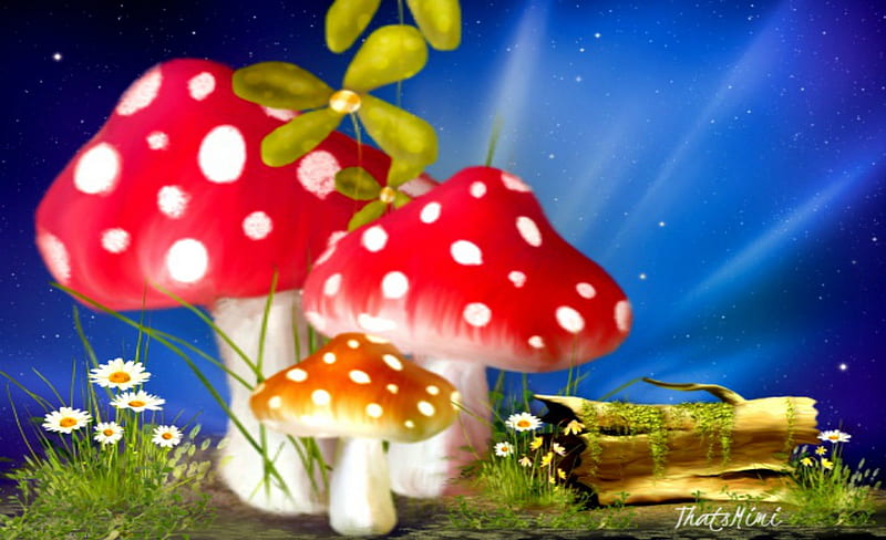 Mushrooms, daisies, red, pretty, flowers, bonito, blue, HD wallpaper