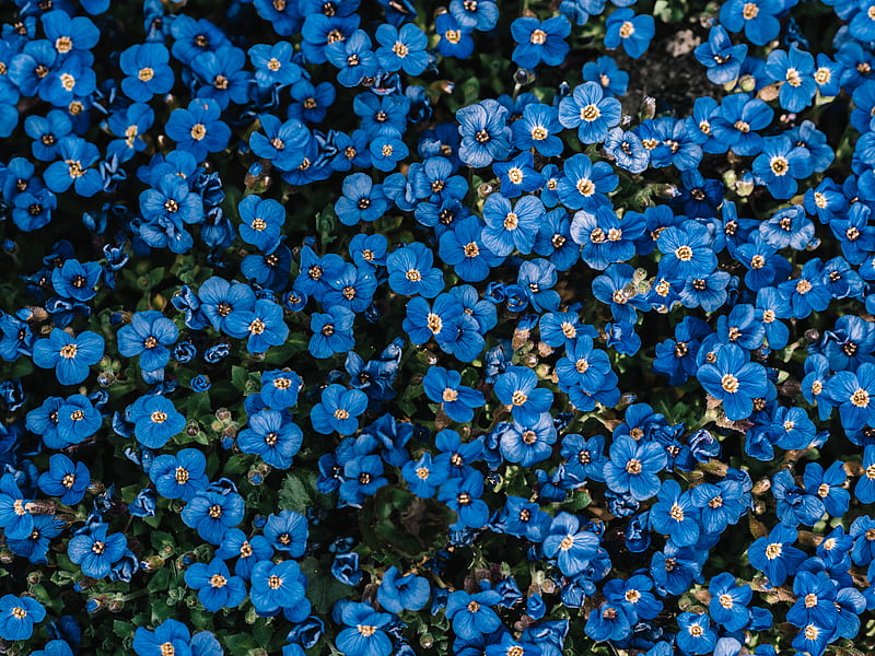 flowers, blue, bloom, plant, decorative, HD wallpaper