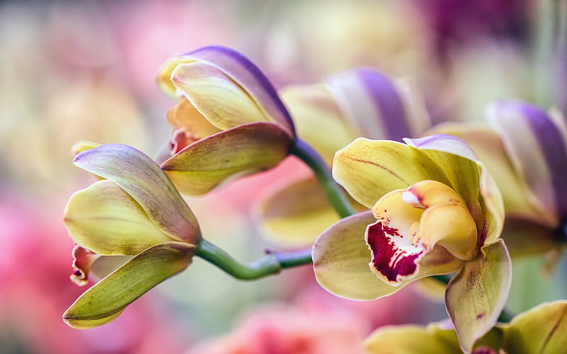 orchids, beautiful flowers, orchid branch, green orchids, tropical flowers, bokeh, floral background with orchids, HD wallpaper
