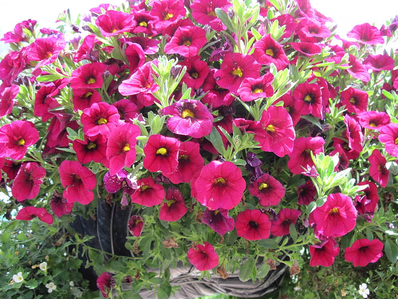 Flowers in Hanging Basket 08, red, graphy, Petunias, green, basket, Flowers, pink, HD wallpaper