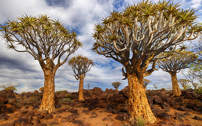 Quiver Tree Forest, Aloe dichotoma, Keetmanshoop, Quiver Tree, evening, sunset, trees, African landscape, Namibia, Aloidendron dichotomum, HD wallpaper