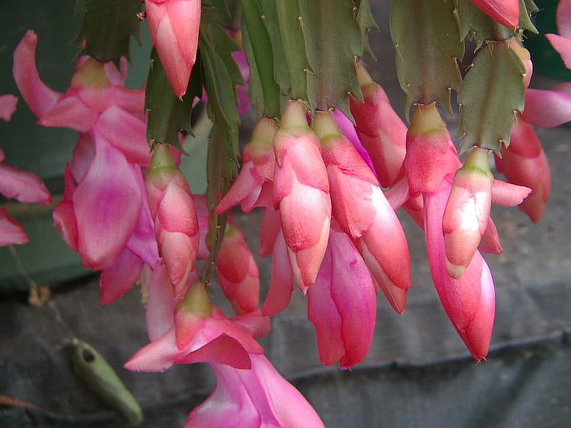 Cactus Pink Flowers, flowers, zygo, cactus, pink, HD wallpaper | Peakpx