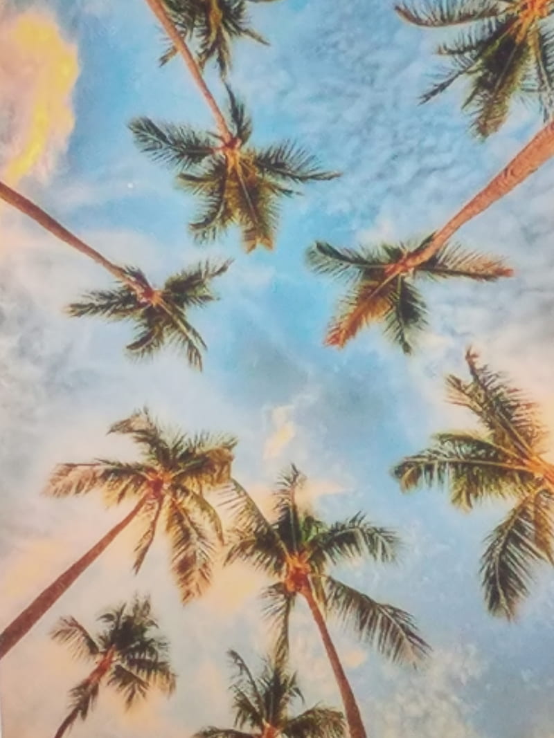 Beach Vibes, nature, palm tree, HD phone wallpaper