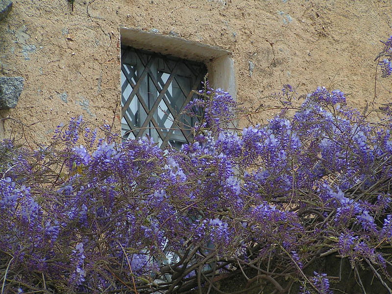 purple flowers ,window, flowers, house, window, purple, HD wallpaper purple flowers ,window, flowers, house, window, purple, HD wallpaper