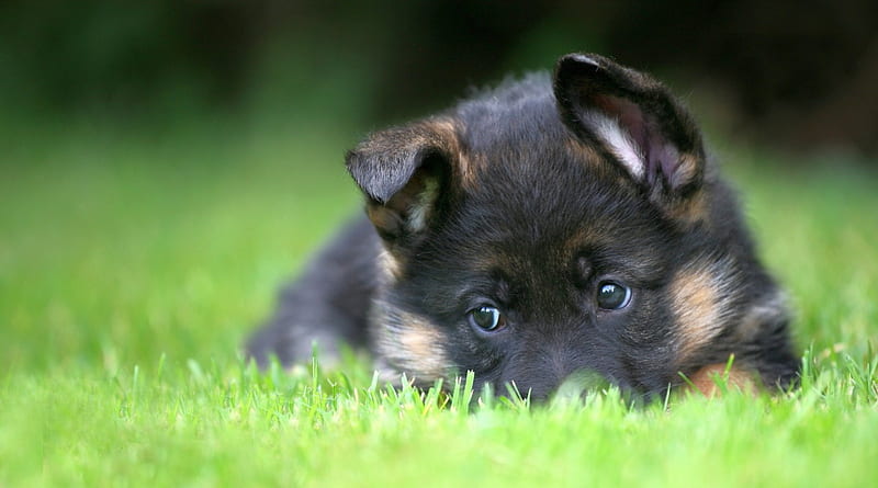 shy pup, ears, pointy, forward, floppy, HD wallpaper