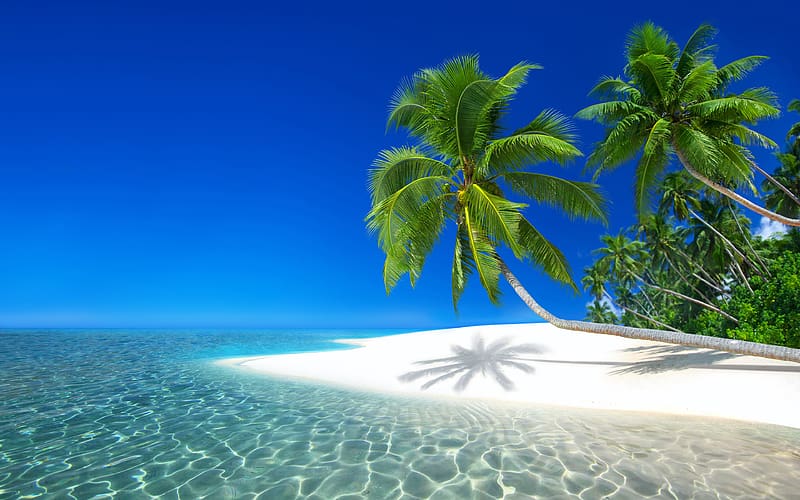 Sea, Beach, , Island, Tropical, Seychelles, Palm Tree, HD wallpaper ...