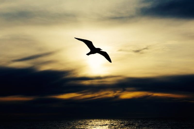 Seabird at Sunset, ocean, birds, nature, sunset, seabird, waves, HD wallpaper